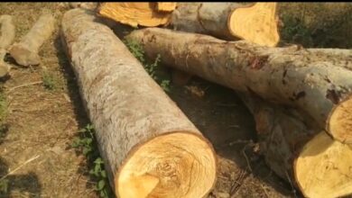 Photo of गंगा सॉ आरामिल बरमकेला में औषधीय कहवा (अर्जुन) की लकड़ी को चीर कर किया जा रहा बिजनेश।