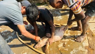 Photo of स्वाइन फीवर नियंत्रण के लिए टीकाकरण अभियान 30 मार्च तकसूकर पालक अधिक से अधिक संख्या में टीकाकरण करायें।
