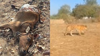 Photo of महासमुंद जिले के सिरपुर क्षेत्र में दिखा बाघ,दो गायों का किया शिकार,दहशत में ग्रामीण घरों में छिपे।