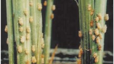 Photo of कृषि विभाग द्वारा फसलों को रोग एवं कीट से बचाव के उपाय।