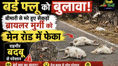 Photo of बर्ड फ्लू को खुला न्योता! सैकड़ों मरी मुर्गियां मेन रोड पर फेंकी, राहगीर बदबू से परेशान!