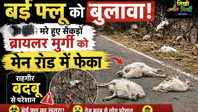 Photo of बर्ड फ्लू को खुला न्योता! सैकड़ों मरी मुर्गियां मेन रोड पर फेंकी, राहगीर बदबू से परेशान!