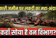 Photo of सक्ती: हसौद में वन माफिया का तांडव, सरकारी रेस्ट हाउस के पीछे अर्जुन पेड़ों की अंधाधुंध कटाई; वन विभाग की ‘सांठ-गांठ’ पर उठे गंभीर सवाल!