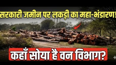 Photo of सक्ती: हसौद में वन माफिया का तांडव, सरकारी रेस्ट हाउस के पीछे अर्जुन पेड़ों की अंधाधुंध कटाई; वन विभाग की ‘सांठ-गांठ’ पर उठे गंभीर सवाल!